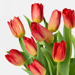 Mother's Day 10-Stem Tulips - Good Little Garden™