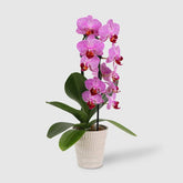 Live 3" Waterfall Orchid Potted Plant (Colors May Vary) - Good Little Garden™