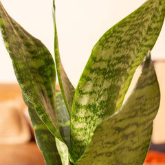 Live 4" Sansevieria Superba Potted Houseplant
