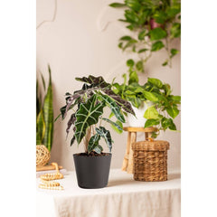 Live Alocasia Polly Elephant Ear Plant in 6" Standard Black Planter