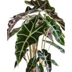 Live Alocasia Polly Elephant Ear Plant in 6" Standard Black Planter