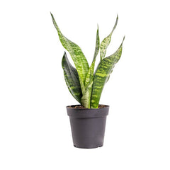 Live 4" Sansevieria Superba Potted Houseplant