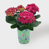 5" Hydrangea - Good Little Garden™