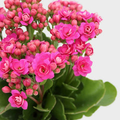 Mother's Day 4" Butterfly Mug with Live Calandiva - Good Little Garden™