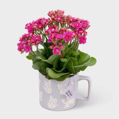 Mother's Day 4" Butterfly Mug with Live Calandiva - Good Little Garden™