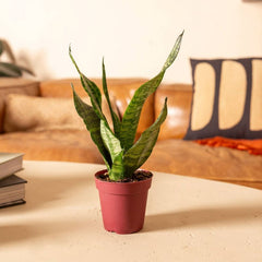 Live 4" Sansevieria Superba Potted Houseplant