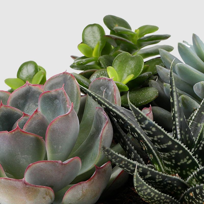 Live 6" Succulent Garden Houseplant (Varieties May Vary) - Good Little Garden™