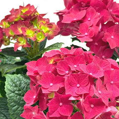 5" Hydrangea - Good Little Garden™
