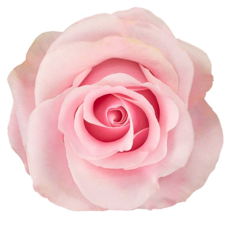 Fresh Cut Roses - 50 Stems