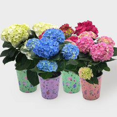 5" Hydrangea - Good Little Garden™