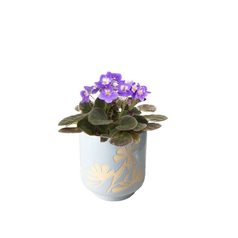 Mother's Day Feelin Artsy 4" Blooming Plant