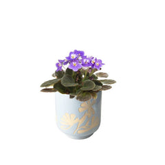 Mother's Day Feelin Artsy 4" Blooming Plant